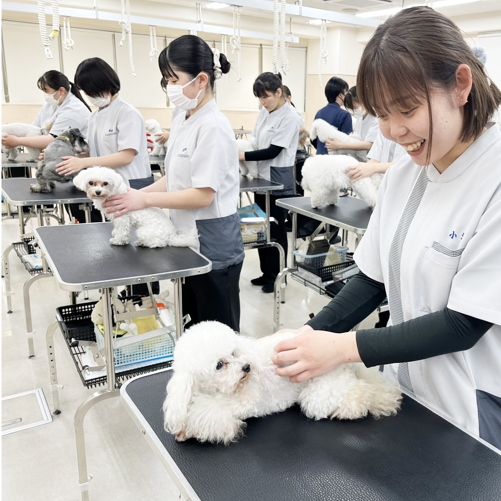 １年生トリミング実習準備！